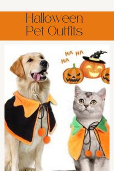 a dog and cat dressed up in halloween costumes