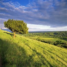 a lone tree on the side of a grassy hill with rolling hills in the background