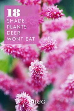 Deer Resistant Perennials For Shade, Deer Resistant Annual Flowers, Plants That Deer Will Not Eat, Plants Deer Will Not Eat, Deer Resistant Shade Garden, Fall Planting Perennials, Zone 4 Perennials, Fry Ideas