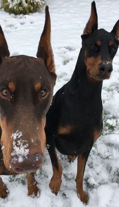 two dogs standing in the snow with their ears turned to look like they are looking at the camera