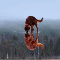 a dog jumping in the air to catch a frisbee