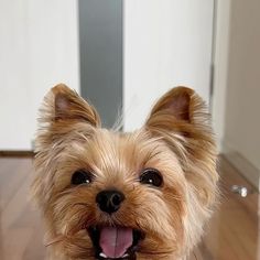 a small brown dog sitting on top of a hard wood floor