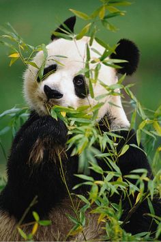 a panda bear sitting in the grass eating some bamboo leaves and looking at the camera