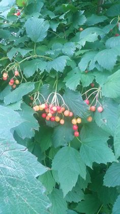 some berries are growing on the green leaves