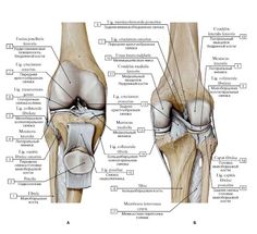 Skeletal System Anatomy, 30 Day Abs, Body Joints, Skeletal System, Anatomy Poses, Anatomy For Artists