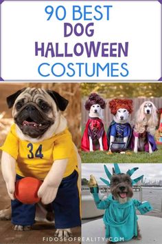 dogs dressed up in halloween costumes with text overlay that reads,'90 best dog halloween costumes '