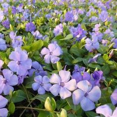 purple flowers with green leaves in the foreground