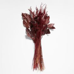 dried red flowers on a white background