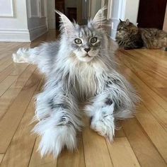 a fluffy cat laying on the floor next to another cat