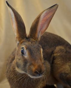 a brown rabbit sitting on top of a white sheet