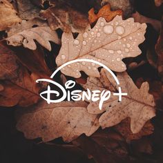 the disney + it logo is surrounded by fallen leaves and brown leaves with drops of water on them