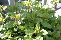 green leaves are growing in a potted plant