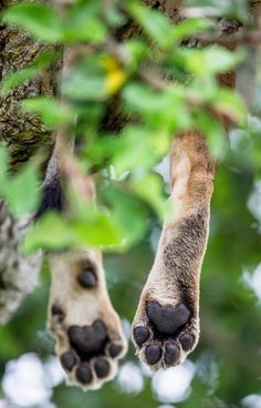 an animal's paw hanging from a tree branch with its paws up in the air