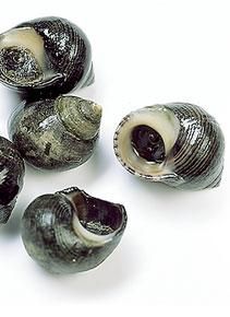 several seashells are shown on a white surface