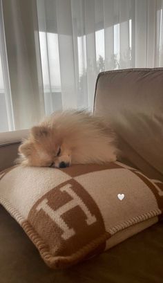 a small dog laying on top of a brown pillow next to a window with white curtains