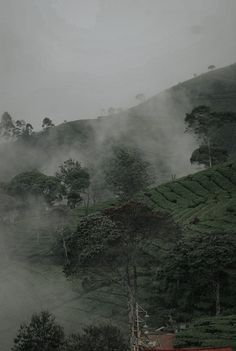 fog rolling in over the tea fields on a rainy day