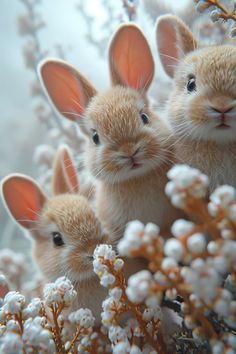 Seasonal Pictures, Sweet Images, All About Rabbits, Adorable Bunnies, Tiger Art