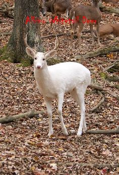 a white deer standing in the middle of a forest