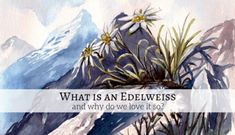 a painting with the words what is an edelweiss and why do we love it?