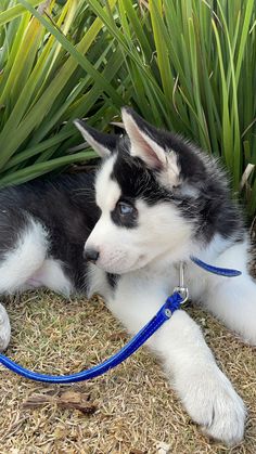 a black and white puppy laying on the ground with a blue leash around his neck