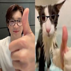 two pictures one with a cat and the other with glasses