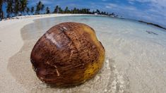 a coconut sitting on top of a sandy beach next to the ocean with palm trees in the background