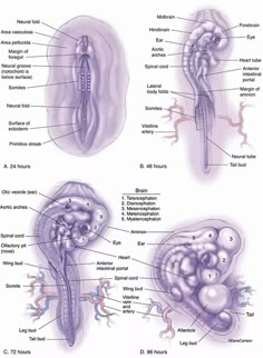 the anatomy of an animal's body and its structures, including their external organs