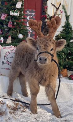 a small brown reindeer standing on top of snow covered ground