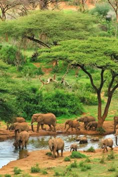 a herd of elephants standing next to a river under a tree covered hillside with water