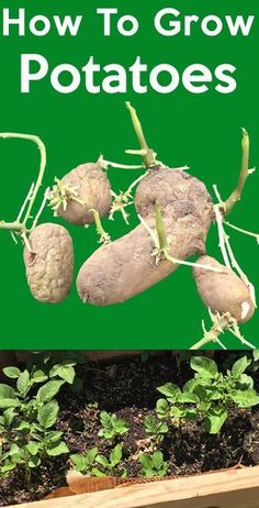 how to grow potatoes in the garden with text overlay that reads, how to grow potatoes