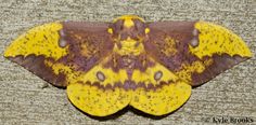 a large yellow and brown moth sitting on the ground