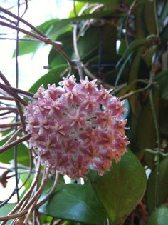 a pink flower is blooming on a tree branch