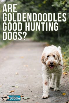 a dog walking down a road with the caption are goldendoodles good hunting dogs?