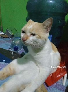 an orange and white cat laying on top of a bed next to a bottle of water