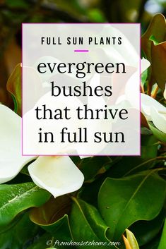 Full Sun Plants: Evergreen Bushes That Thrive In Full Sun | Gardening Best Plants For Front Of House Full Sun, Afternoon Sun Plants, Evergreen Shrubs Full Sun, Evergreen Potted Plants, Shrubs For Full Sun, Evergreen Bushes, Plants For Full Sun, Foundation Plants, Privacy Hedges