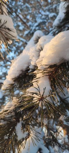 the pine tree is covered in snow