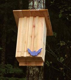 a bat house hanging from a tree in the woods