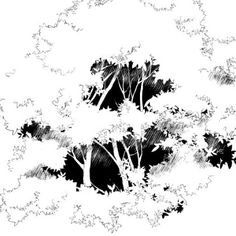 a black and white drawing of trees with leaves in the foreground, on a white background