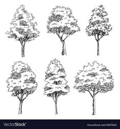 four different types of trees drawn in black and white ink on a white background stock photo