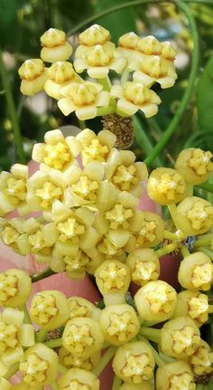 a person is holding some yellow flowers in their hand and it looks like they are blooming