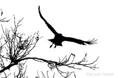 the silhouette of a bird is flying in the sky above tree branches with no leaves