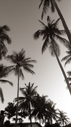 black and white photograph of palm trees in front of a building