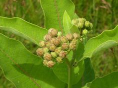 some green leaves and buds on a tree