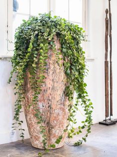 a large potted plant sitting on top of a cement floor next to a window