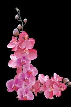 pink orchids are blooming on a black background