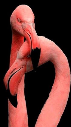 two pink flamingos standing next to each other on a black background with their necks touching