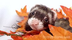 a ferret is peeking out from behind some autumn leaves and looking at the camera