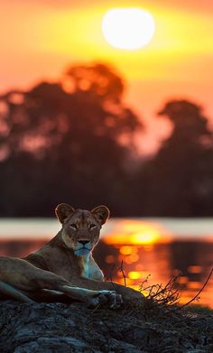 a lion sitting on top of a grass covered field next to a body of water