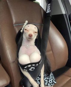 a dog sitting in the back seat of a car wearing a dress and headband