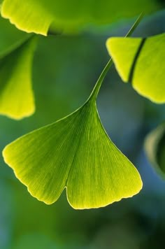 green leaves hanging from a tree branch